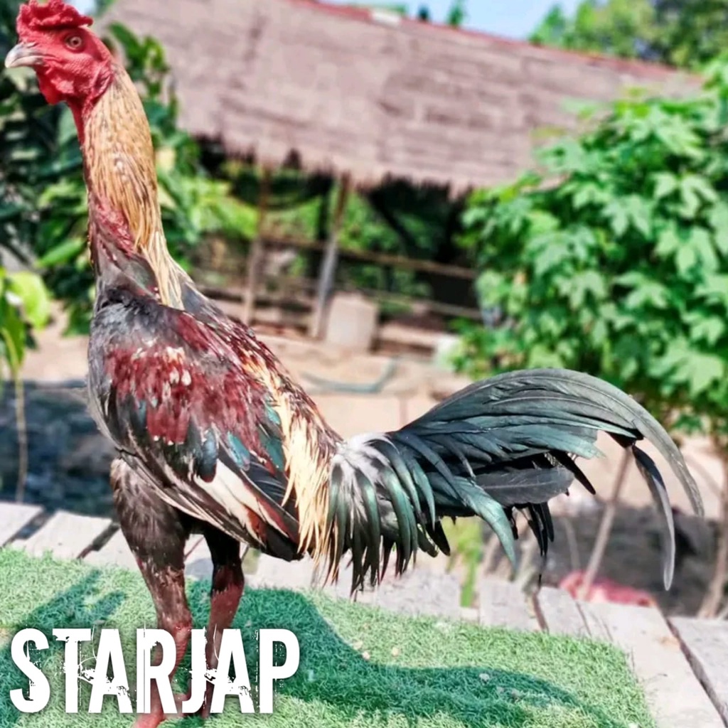 ayam bangkok asli jalak telon telur fertil