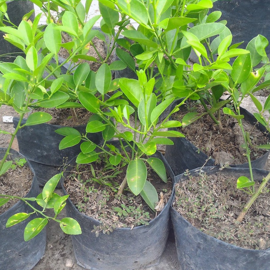 Bibit Pohon Jeruk Nipis Bibit Tanaman Jeruk Nipis Tanaman Daun Buah Jeruk Nipis