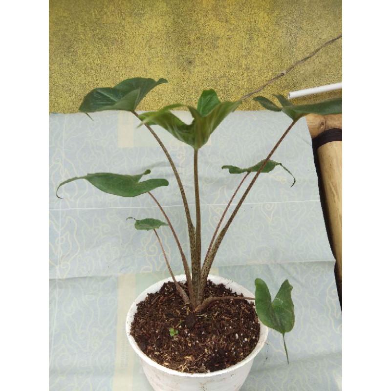 ALOCASIA STINGRAY