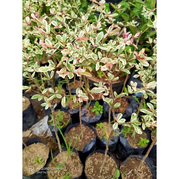 ketapang kencana varigata / tanaman pelindung ketapang putih