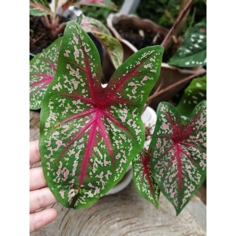 Red star caladium