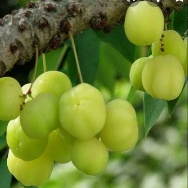 

Buah malaka 1kg