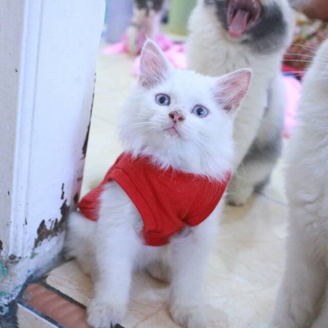 Kaos simple polos warna merah / baju kucing dan anjing size S M L XL (pilih ukuran)