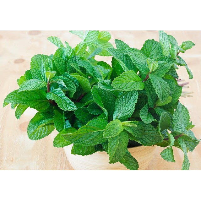 

DAUN MINT 100 GRAM