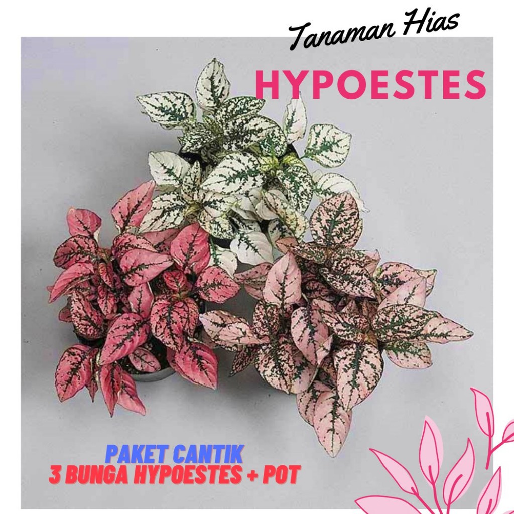 HIPOESTES 3 WARNA ( MERAH,PUTIH,PINK )