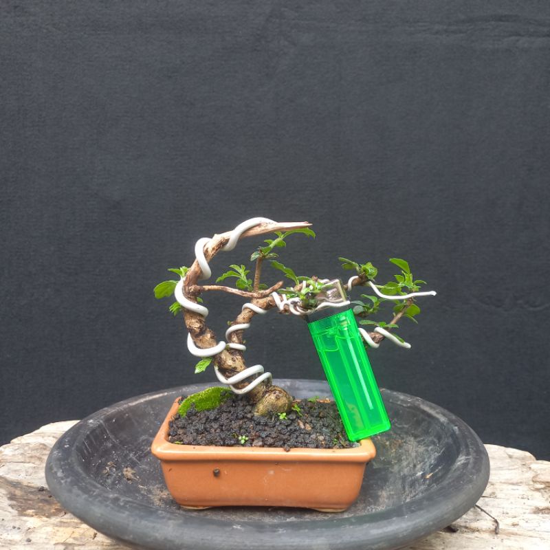 Bonsai Hokianti Mame Siap Pajang Pot Keramik