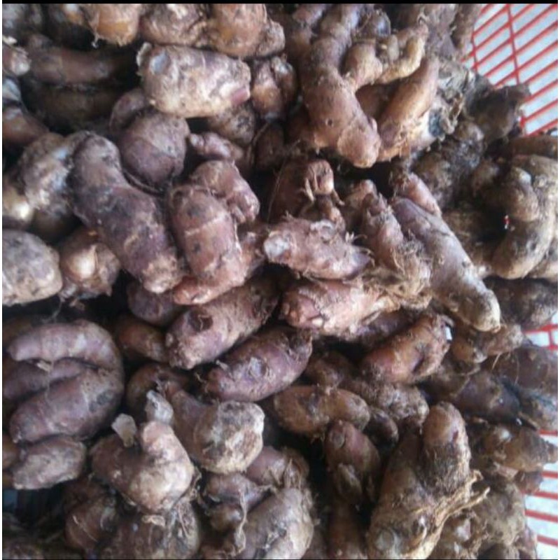 

kencur 100 gram