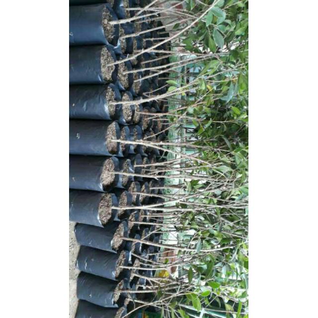 Bibit beringin kimeng