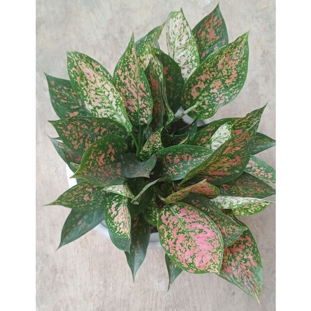 aglaonema aglonema rubi ruby batik