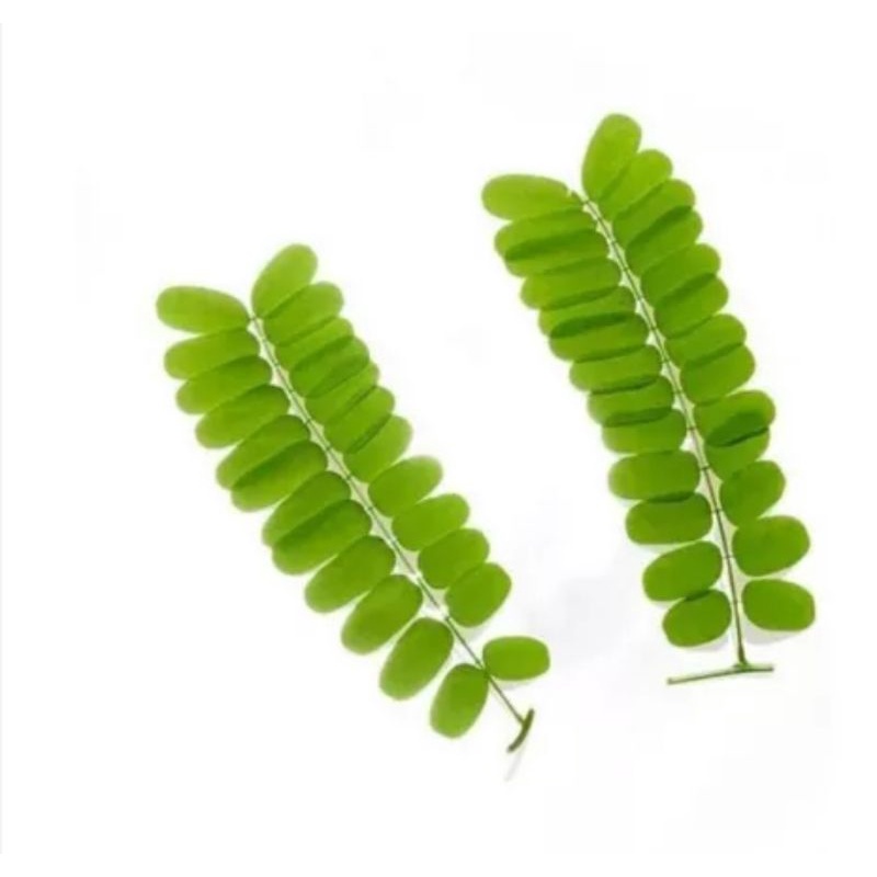 

daun saga segar herbal promo /250 gram
