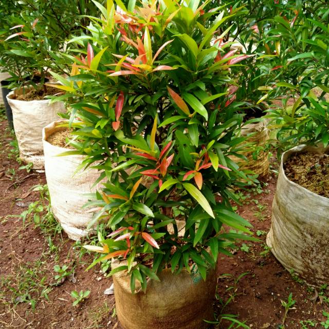 Tanaman pucuk merah 50 cm