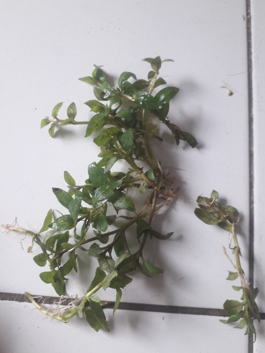 Wabikusa Cripto Winditi Gren.