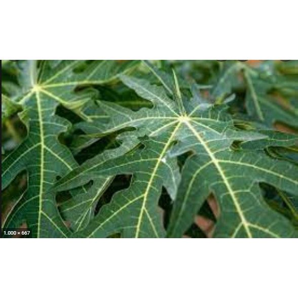 

Daun Pepaya Segar per 500 gram