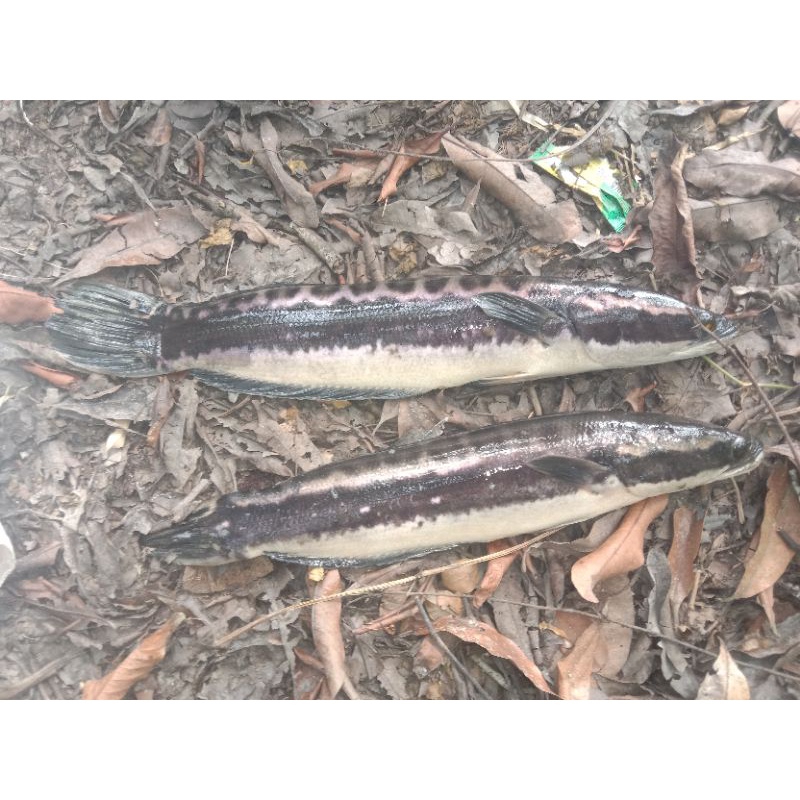 

ikan sungai
