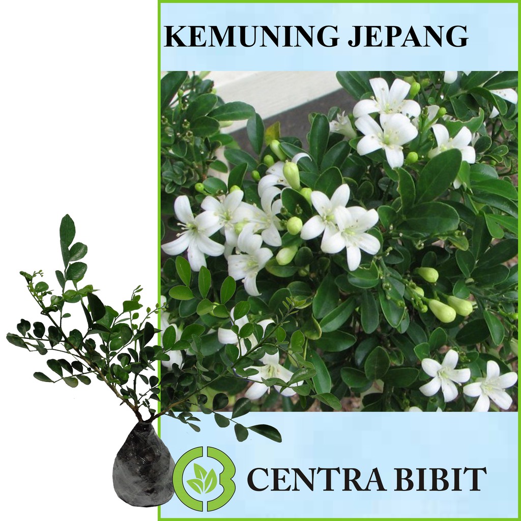 Tanaman Kemuning Jepang