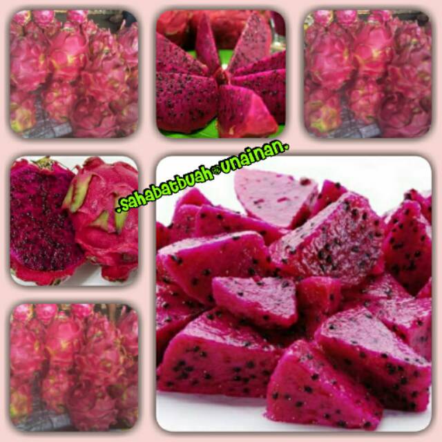 

Naga merah#buah#dragon fruit#vitamin C