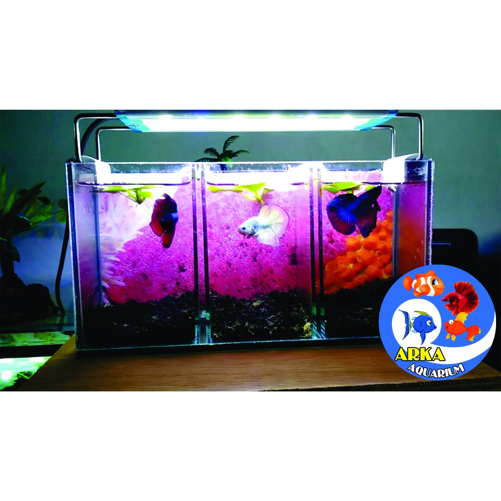 44+ Aquarium Cupang Lampu Gratis