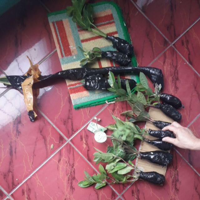 Tanaman Hias Bunga Asoka