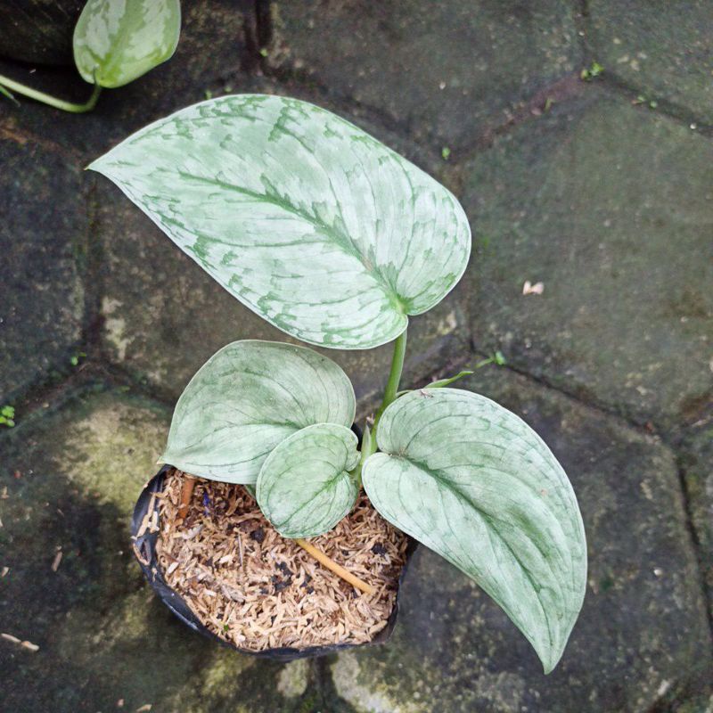 scindapsus silver splash