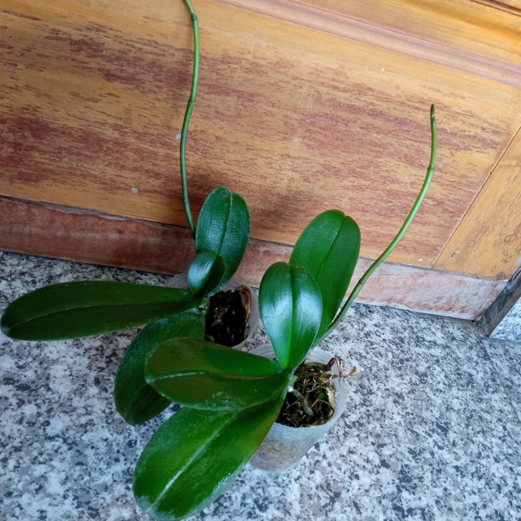 PAKET 2 ANGGREK BULAN TAIWAN SPIKE