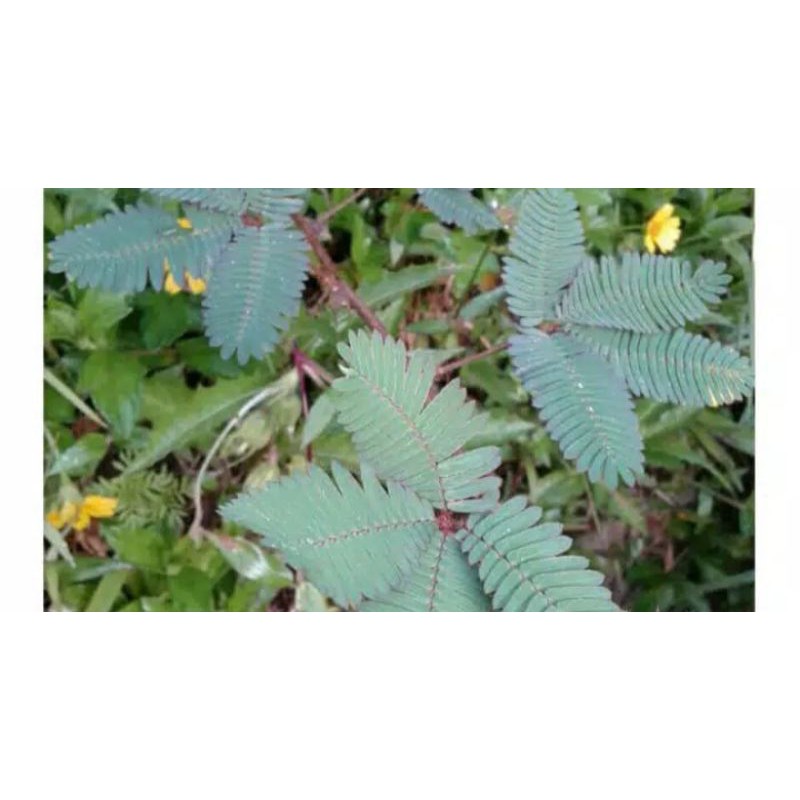 

daun putri malu/akar putri malu segar 100 gr