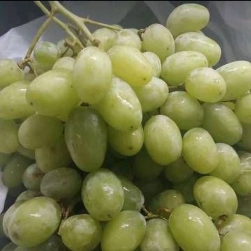 

anggur green
