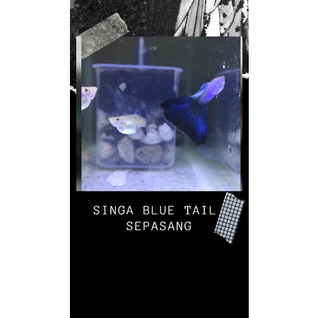 Guppy Singa Blue Tail Sepasang