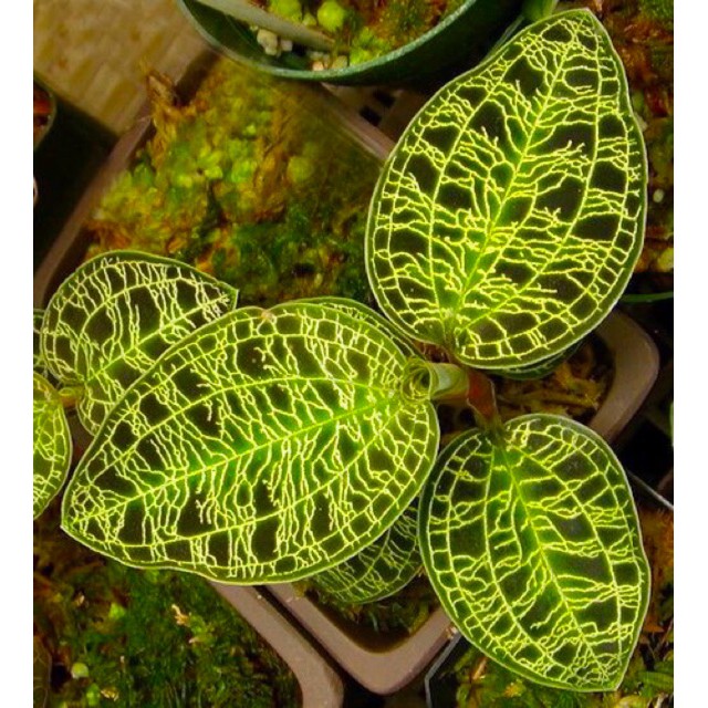 tanaman hias jewel orchid urat emas