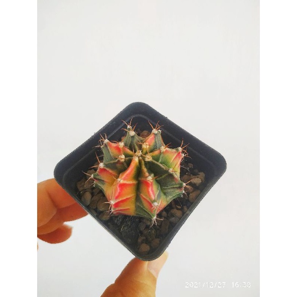 Gymno / Milo / Starfire