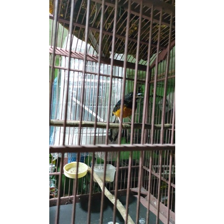 trotolan burung murai batu medan jamin jantan fulset