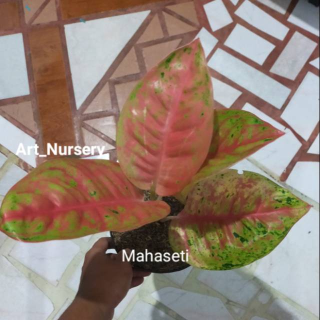Aglonema mahaseti