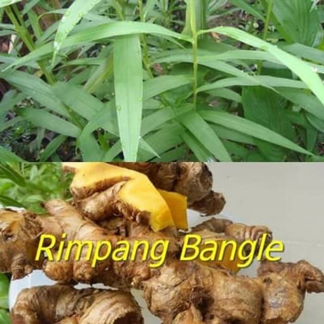 

rimpang bangle segar