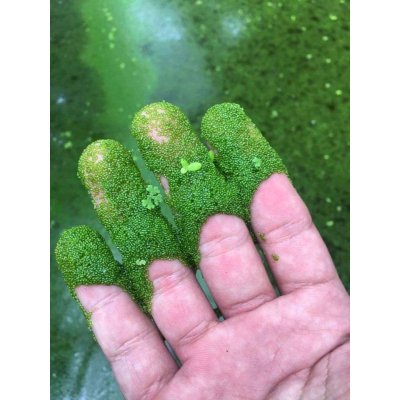 bibit wolfia wolffia 500gr & 1kg free bublewarp packing aman