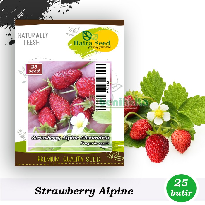 Benih-Bibit Strawberry Alpine Alexandria (Haira Seed)