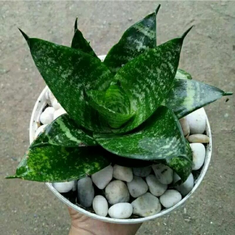 TERLARIS - LIDAH MERTUA MINI KODOK - SENSIVERA MINI