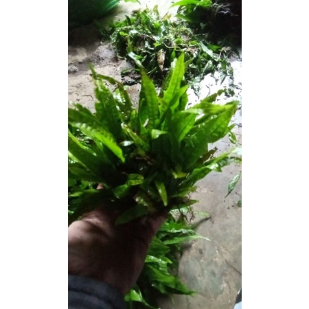 hiasan aquarium. java fern kadaka paket 1 kg