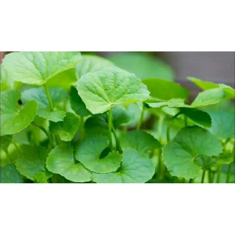 Tanaman Herbal Pegagan - Pegagan herbal segar