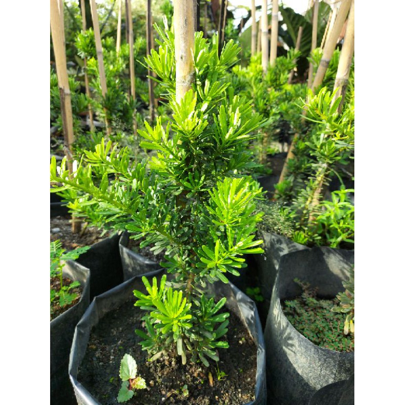 BIBIT LOHANSUNG CINCUAN