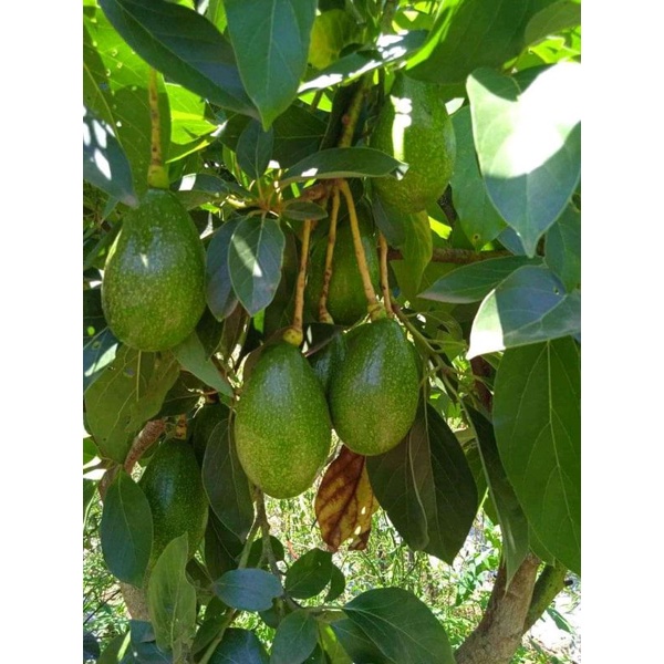 bibit alpukat yamagata siap buah