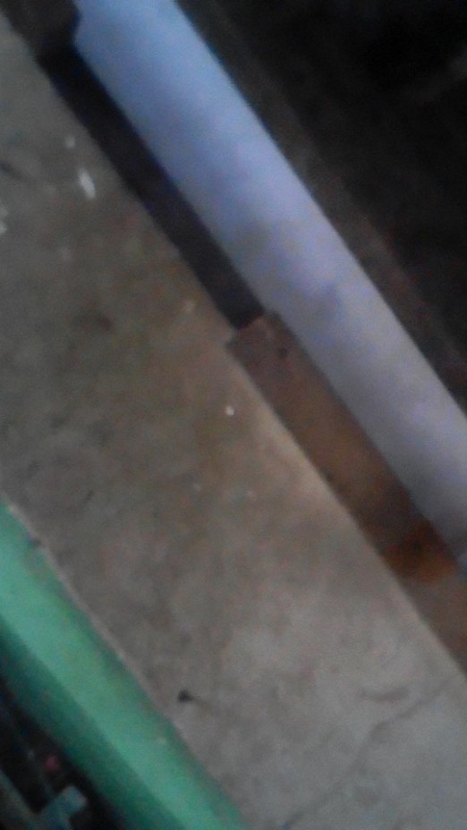 Bibit Tanaman Lidah Buaya Jumbo Sinensis (±10-25cm)