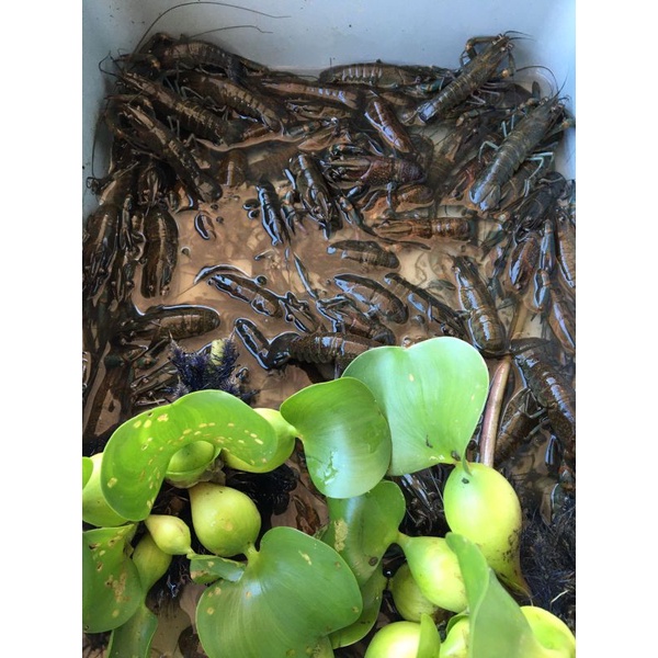 BIBIT LOBSTER AIR TAWAR 8.5CM | 3.5 INCH UP | CALON INDUKAN