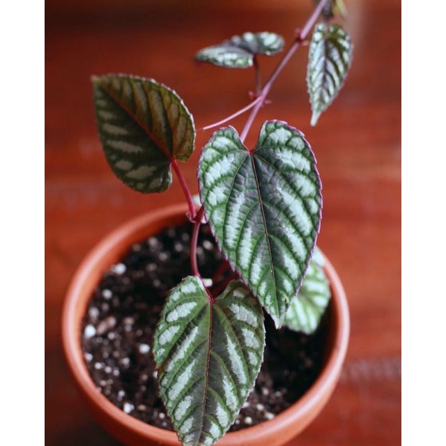 Tanaman Hias Sirih Keraton Begonia Vine Shopee Indonesia