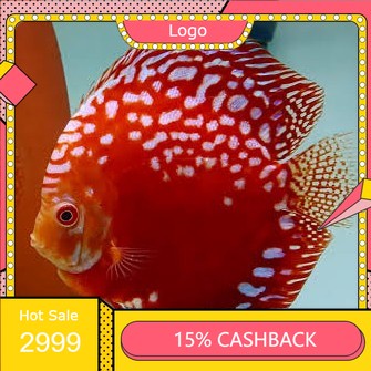 Ikan Discus Red Raflesia 1"inc // kan hias