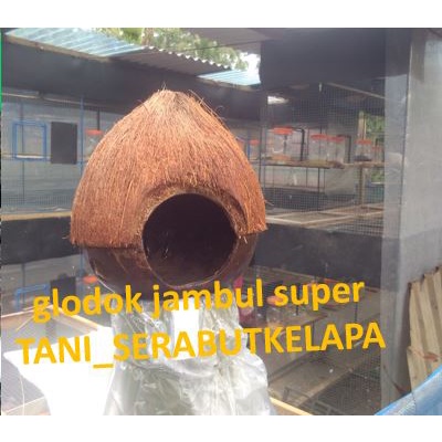 glodok lovebird - glodok murai