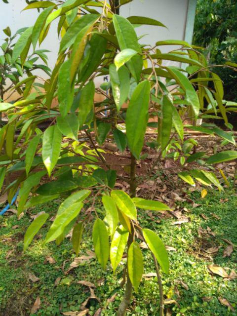 [jakarta] My Bottle + Pouch Warna Infused Water 500ml - Botol Minum 1kg 9 Pc