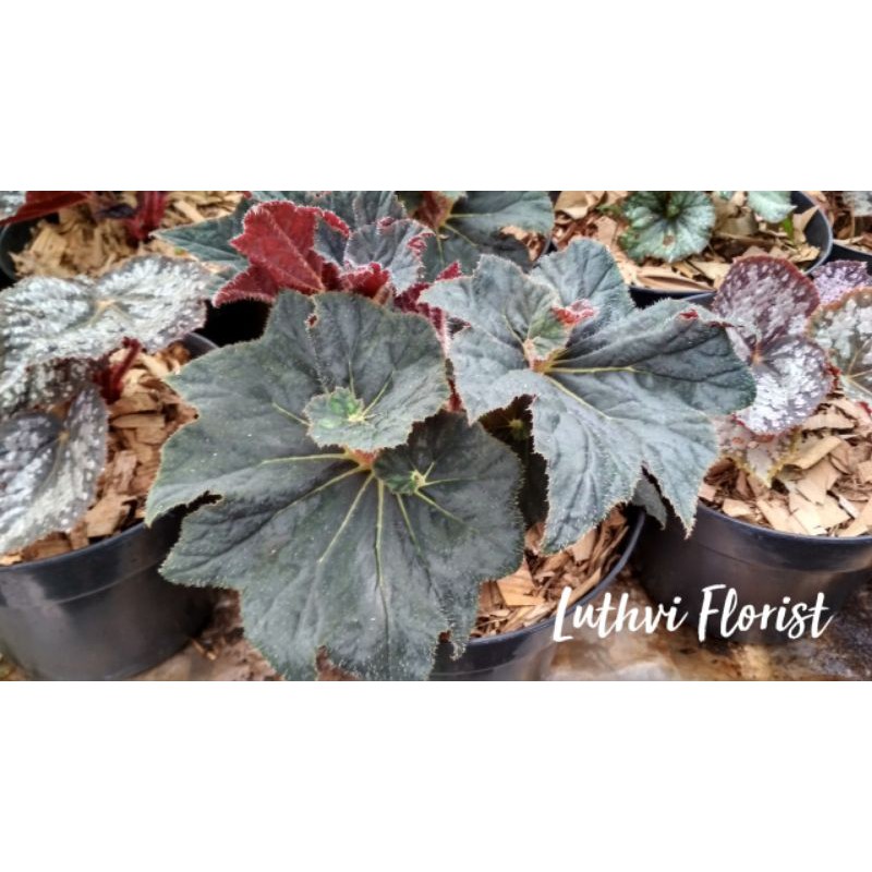 Begonia jenis Escargot