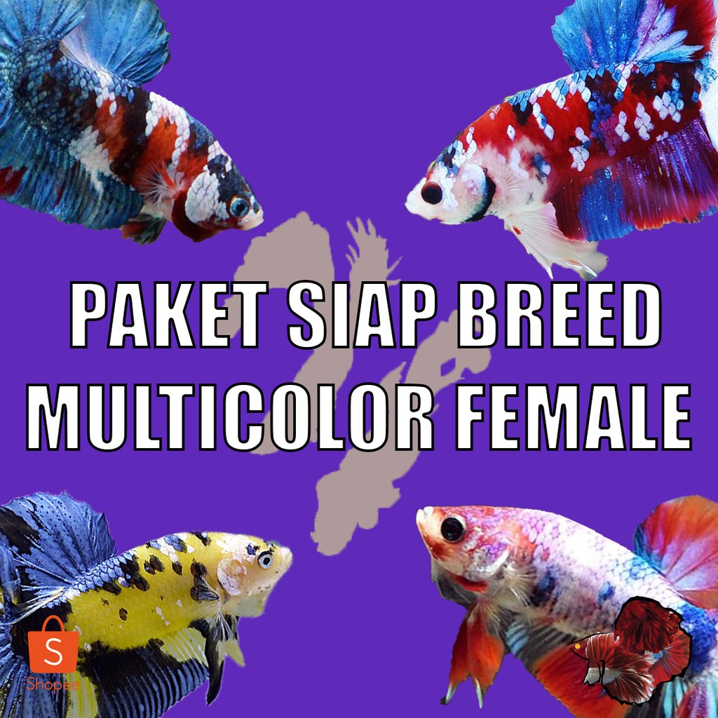 CUPANG FEMALE MULTICOLOR (SIAP BREED) - PAKET SIAP BREED BETTA CHEAP