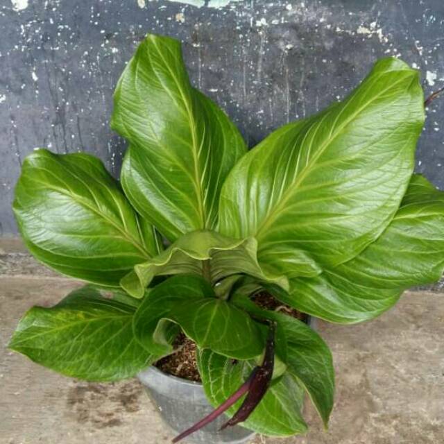 Anthurium Jemani Cobra Bibit Shopee Indonesia