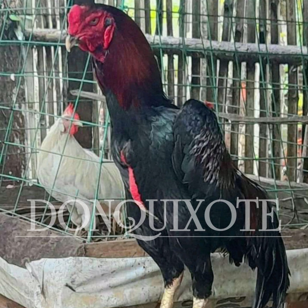 chu shamo japan ori telur oshamo eropa