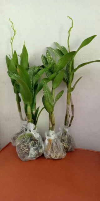 Anggrek Dendrobium Popaye